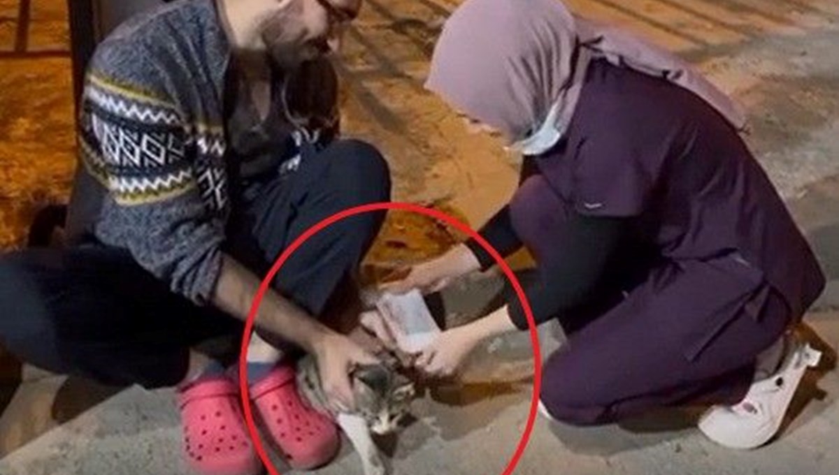 Sekerek acil servise giden kedi böyle tedavi edildi Sekerek acil servise giden kedi böyle tedavi edildi