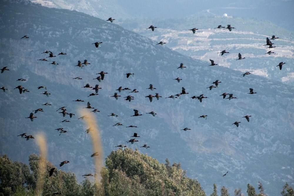 Türkiye’nin kuş cenneti Samandağ'a molozlar dökülüyor - 8