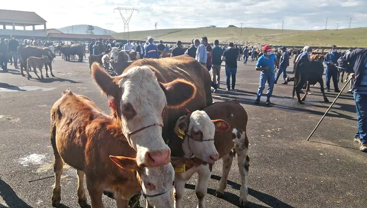 Bayburt şap karantinası sonlandırıldı