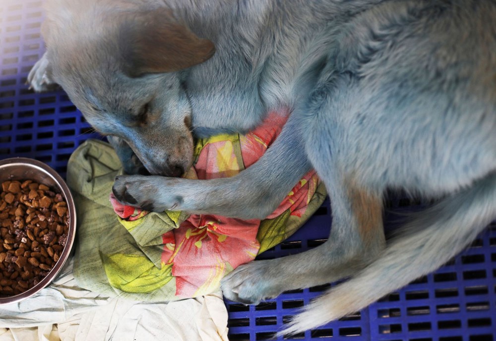 Rusya’da ortaya çıkan mavi köpeklerin gizemi çözüldü - 5