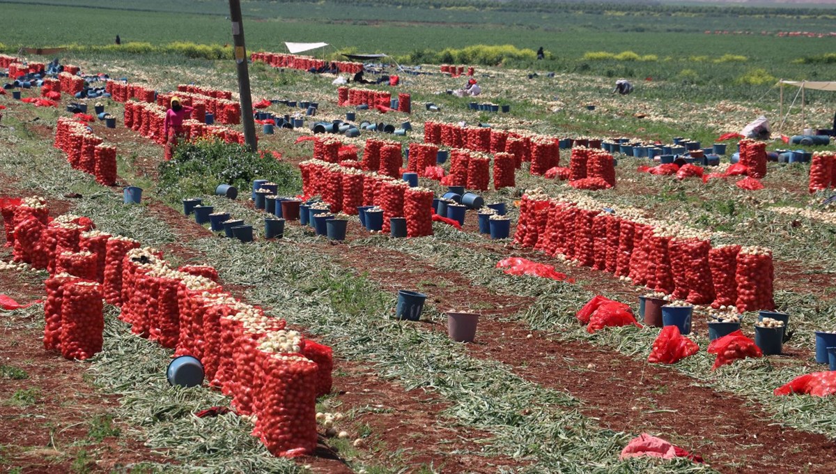 Soğanda hasat sürüyor: 17-20 liraya düşüş beklentisi