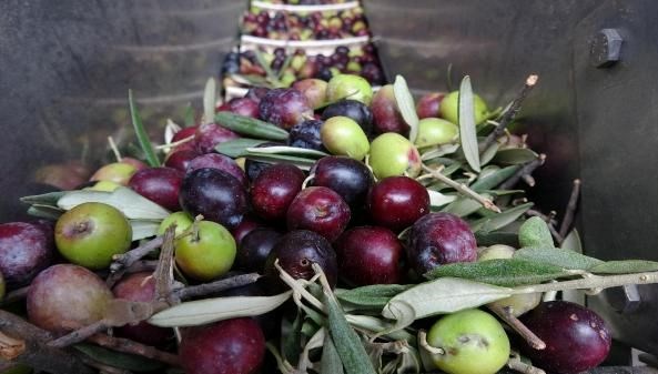 Zeytin üretiminde Tüm Zamanların Rekoru Kırıldı - Son Dakika Ekonomi ...