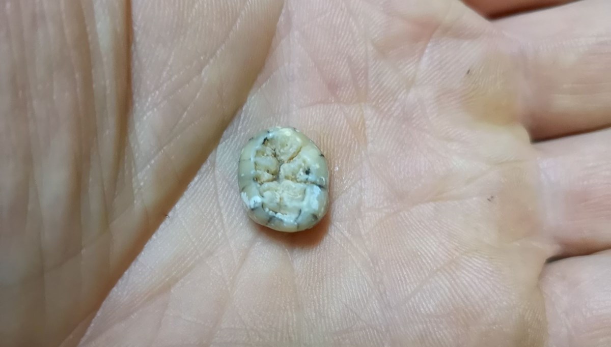 130 bin yıl önce yaşayan Denisovalı bir çocuğa ait diş bulundu: İnsanların antik kuzenlerine ait bilinmeyenler ortaya çıktı