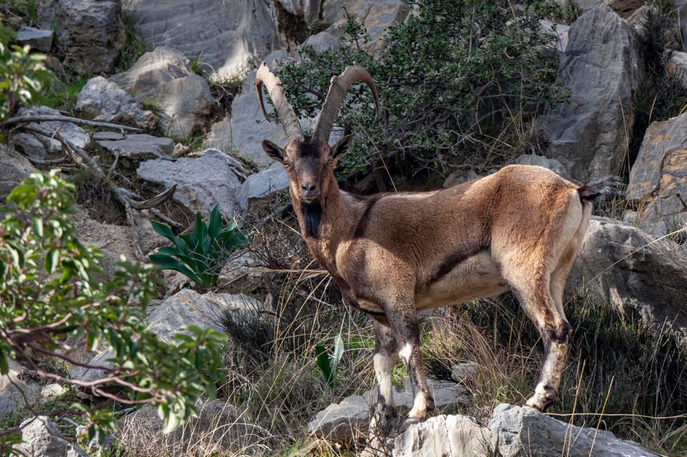 Vahşi yaşamın yüzde 70'i son 50 yılda yok oldu: Milyonlarca yıldır böylesi görülmedi - 10