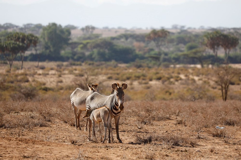 Kenya'da son 40 yılın en şiddetli kuraklığı: Nesli tükenmekte olan hayvanlar art arda ölüyor - 10