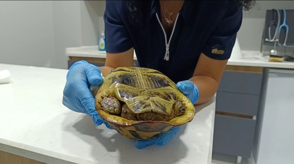 Büyük travma yaşadı, kaplumbağa o günden beri kabuğundan çıkmıyor - 6