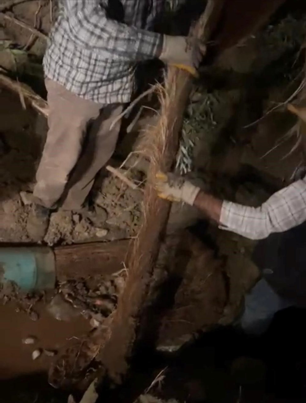 Su borusundan 15 metre ağaç kökü çıktı - 5