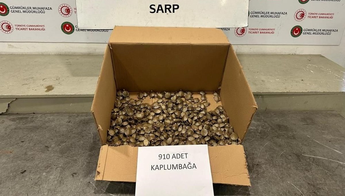 Sınırda 910 su kaplumbağası ele geçirildi Sınırda 910 su kaplumbağası ele geçirildi