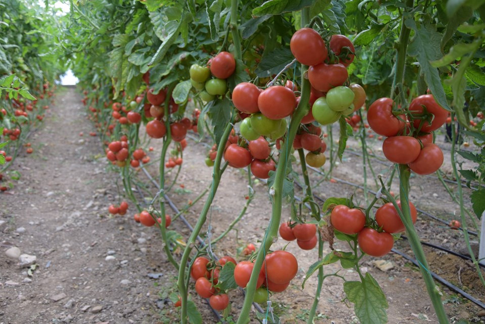 Antalya'da domatesin fiyatı arttı - 1