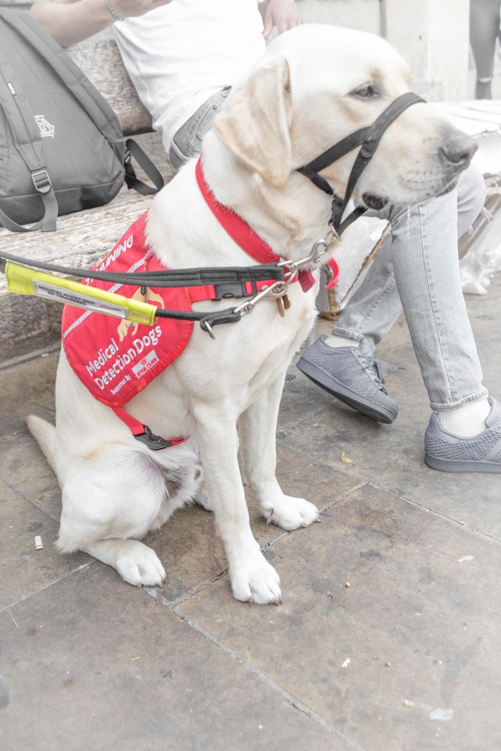 “Köpekler 6 haftalık eğitimle corona virüs hastalarını yarım saniyede