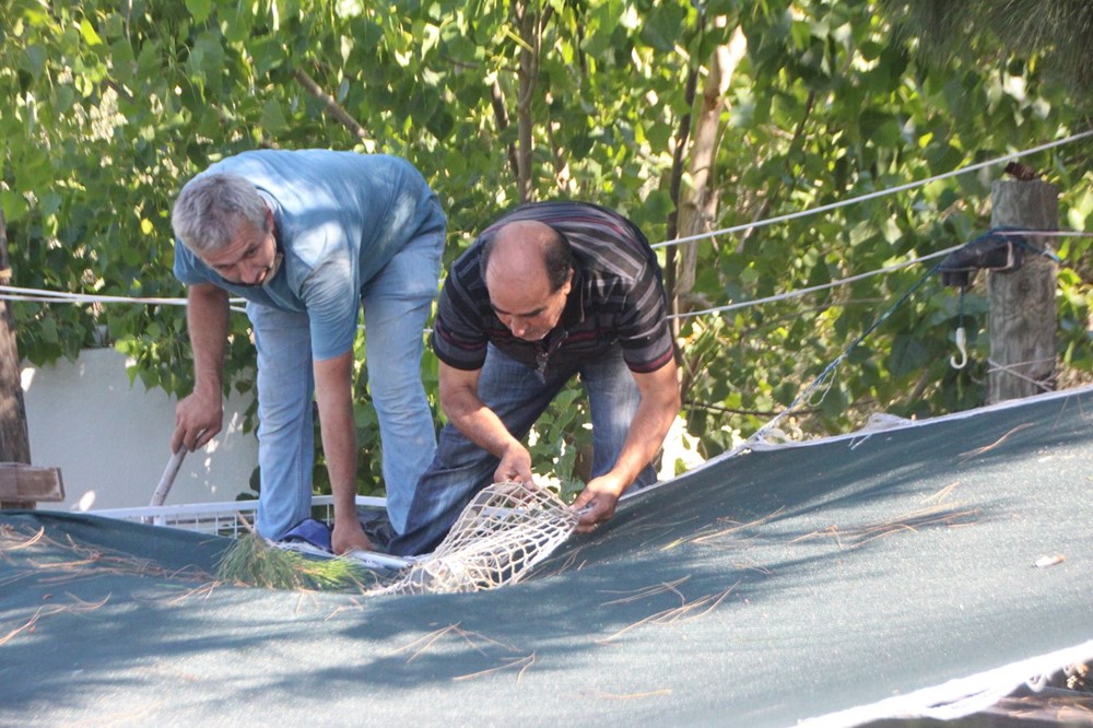 Bodrum'da iguana alarmı - 3