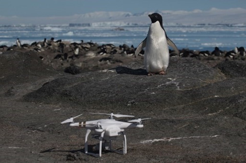 Antartika'da 1,5 milyonluk yeni penguen sürüsü keşfedildi - 1