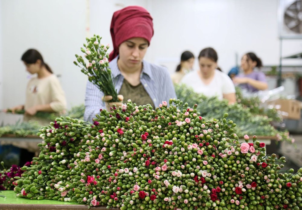 Kraliçe Elizabeth'in cenazesine Türkiye'den 1,5 milyon karanfil - 6