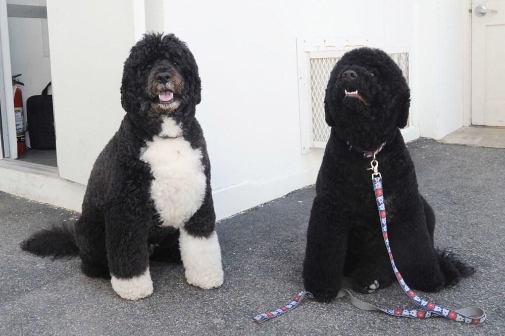 Joe Biden, Beyaz Saray’a sahiplendiği iki köpeği ile taşınacak (Beyaz