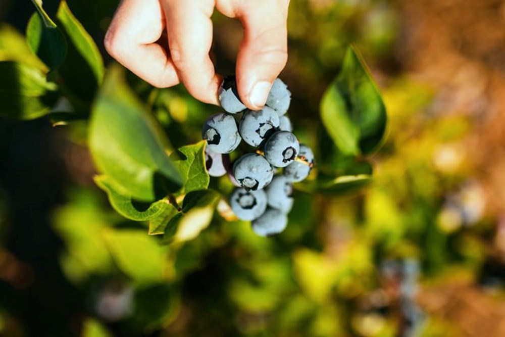 Halk arasında "mavi yemiş" olarak bilinen süper meyve, kilosu 300 TL! Altın gibi tartılarak satılıyor, 7 hastalığın şifası ondaymış - 15