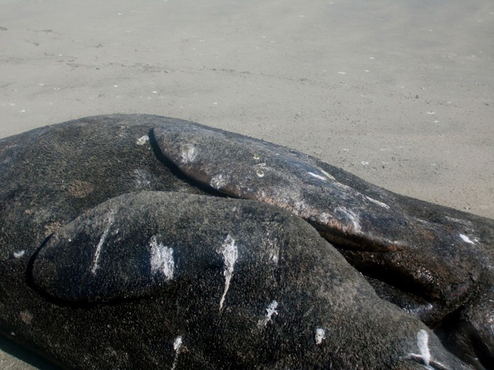 Yapışık iki gri balina bulundu Son Dakika Teknoloji Haberleri NTV Haber