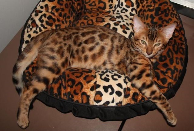 Кошка Леопардовый Окрас Фото