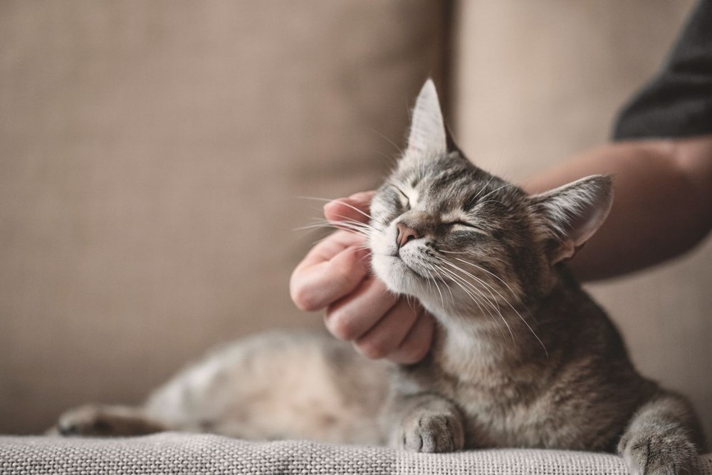 Araştırma: Bütün kedi ırkları içerisinde en saldırganı Vankedisi - 1