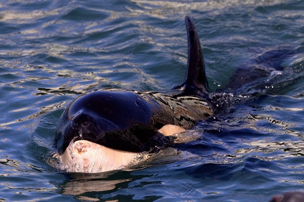 Yavru katil balinanın annesini kurtarmak için zamana karşı yarışıyorlar - 1
