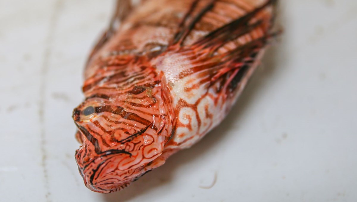 Aslan Balığı Kuzey Ege'ye çıktı