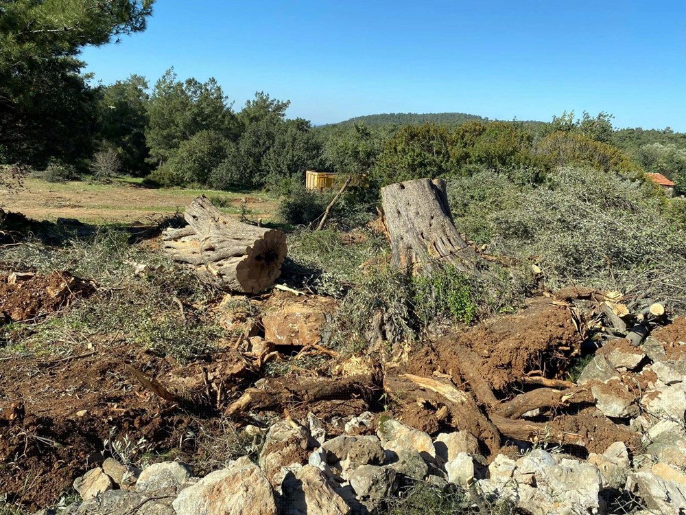 Durumu öğrenen Bodrum İlçe Tarım ve Orman Müdürlüğü ekipleri bölgeye gelerek inceleme yaptı.