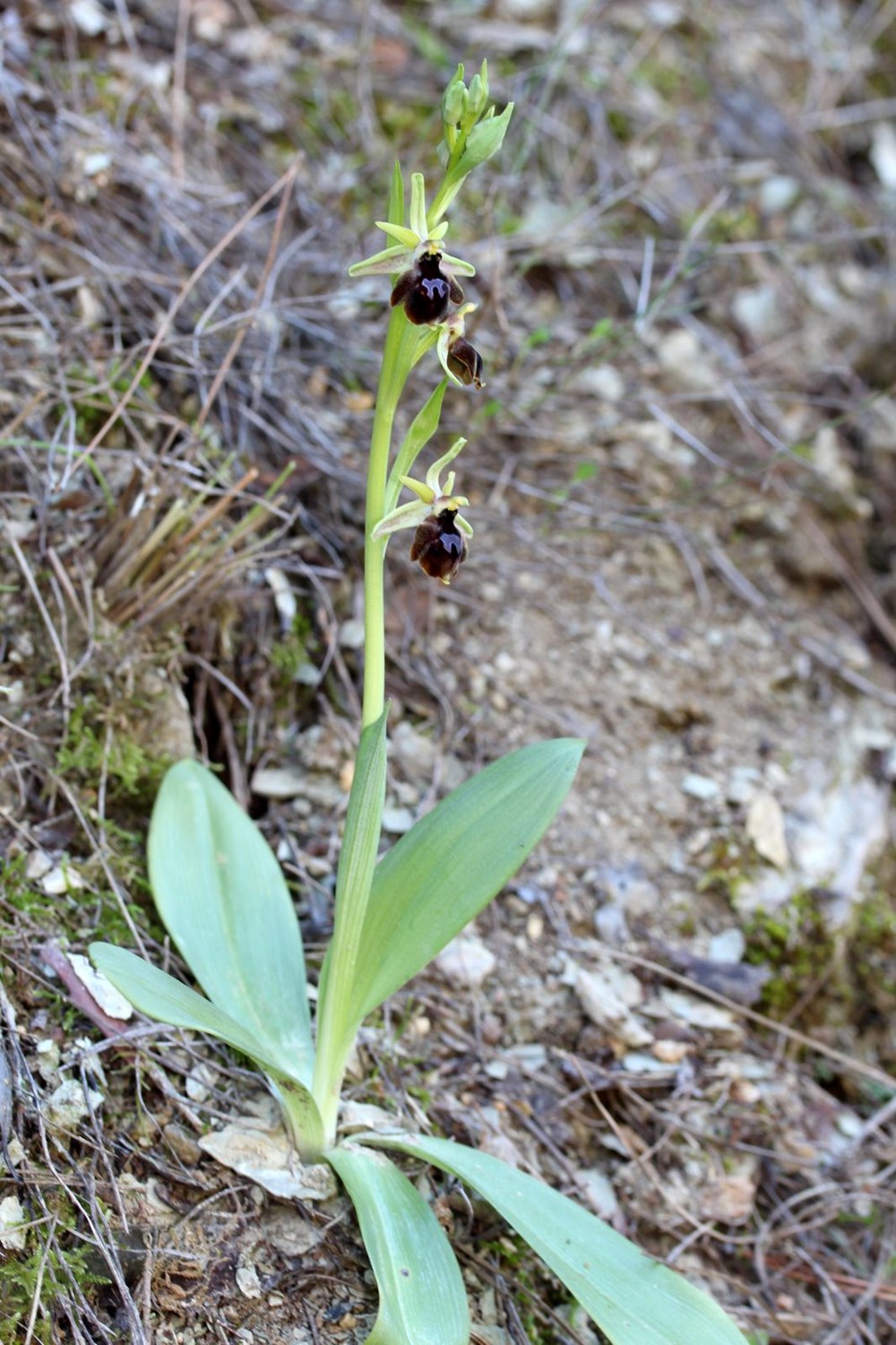 Antalya'nın Gizli Hazinesi: Bir Çiçeği Koparmanın Bedeli Bir Milyon TL! 73 j FJJAEy7EOV9Ryw0mnaBA