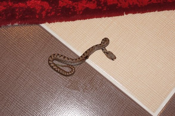 serum ve doktor bulmak icin 8 hastane