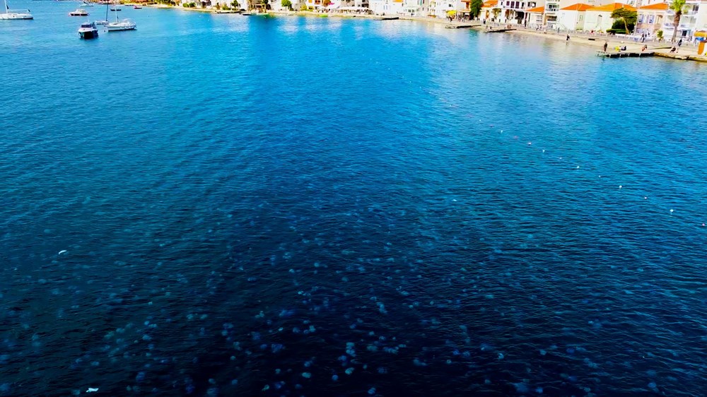 Foça kıyıları denizanası kaplandı - 2