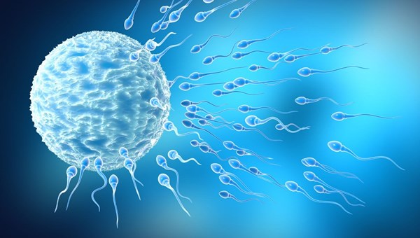 “Sperm sayısı son 30 yılda yüzde 39 azaldı”