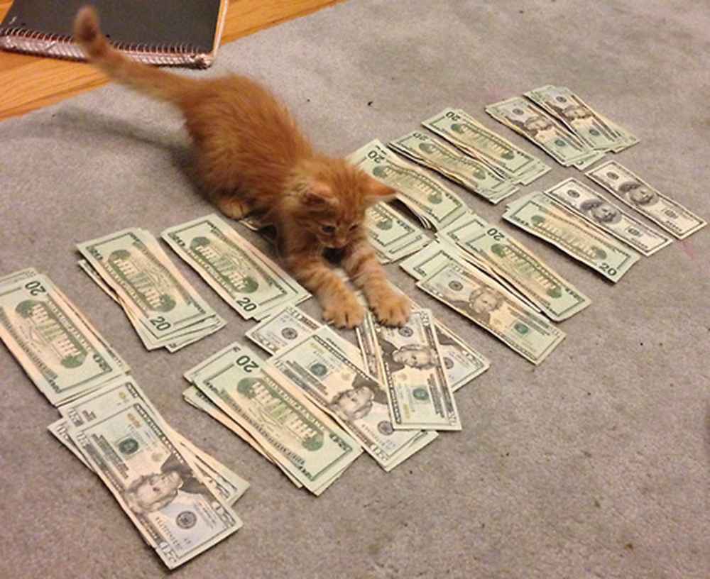 Денежный котик. Кот с деньгами. Котенок деньги. Кот с денежкой. Кот с деньгами.