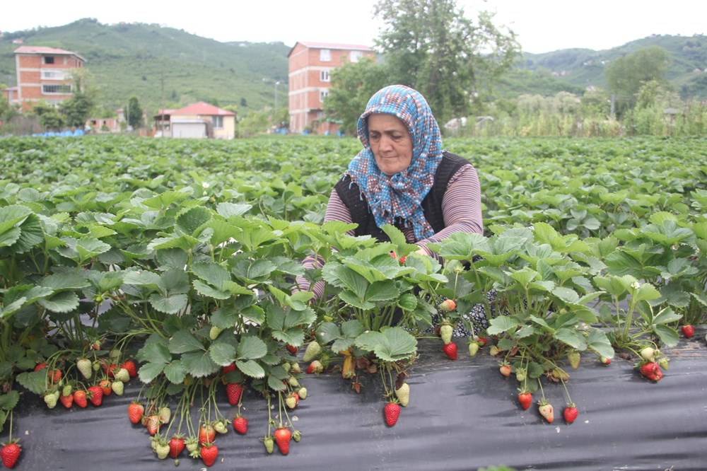 Yılın yarısını tarlada geçiriyorlar: Bakımı ve hasadı sıkıntı 74 j5 Lez72s0CG5CKtzA CeA