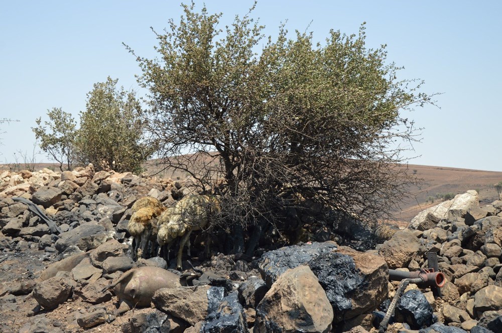 Diyarbakır-Mardin sınırındaki yangında can kaybı 15'e yükseldi | Bilirkişi raporu: Yangın elektrik direği kaynaklı - 3