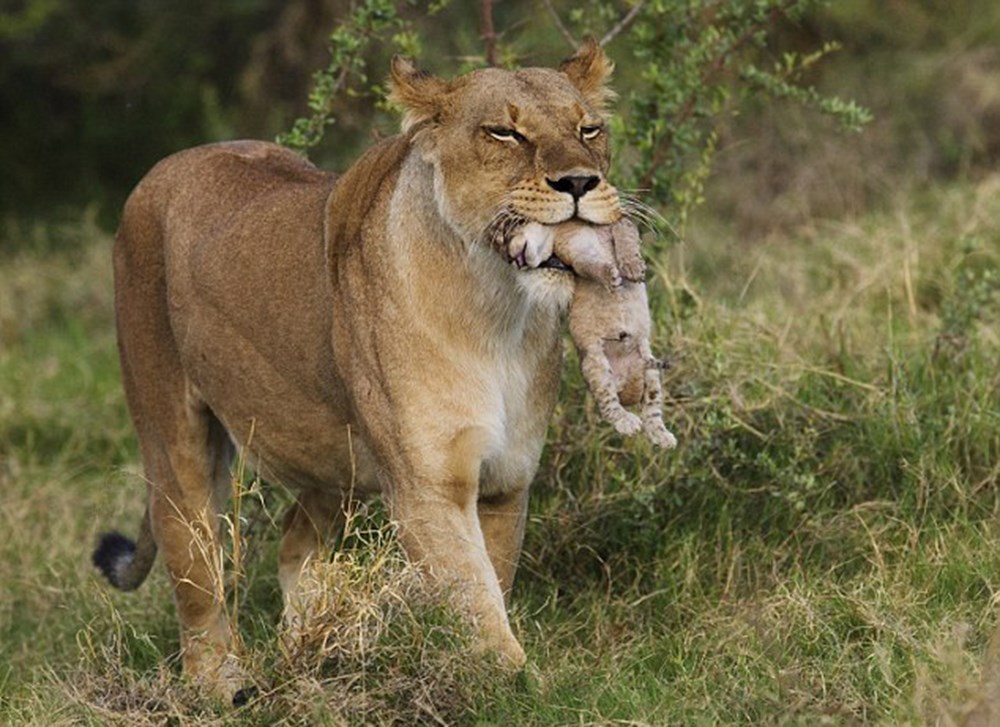 Lion tail. Хвост львицы. Хвост львенка. Львица с львенком в зубах. Хвост Льва фото.