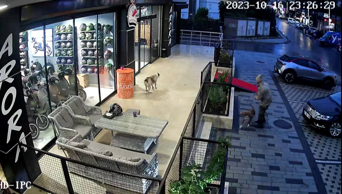 Pitbull cinsi köpeğini, sahipsiz köpeklere saldırttı: Tepki göstereni bıçakla tehdit etti