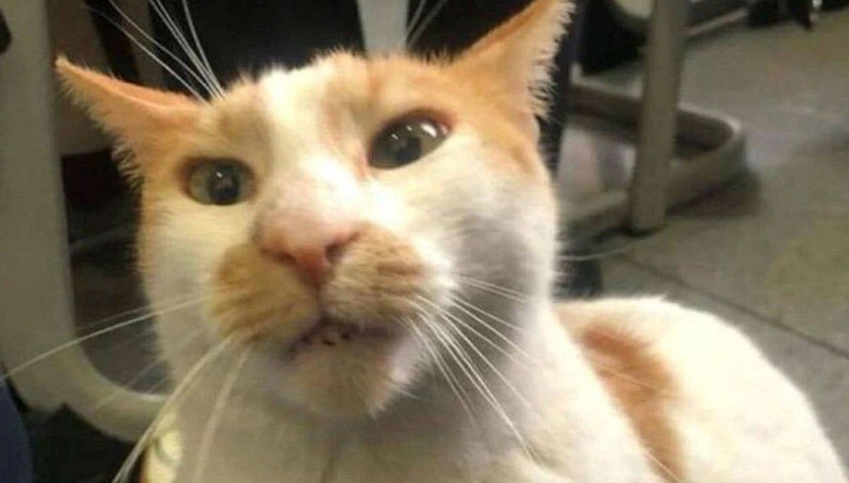 Kedi Faruk davasında sanık hakim karşısında: Camın kenarına bıraktım ve camı kapattım Kedi Faruk davasında sanık hakim karşısında: Camın kenarına bıraktım ve camı kapattım
