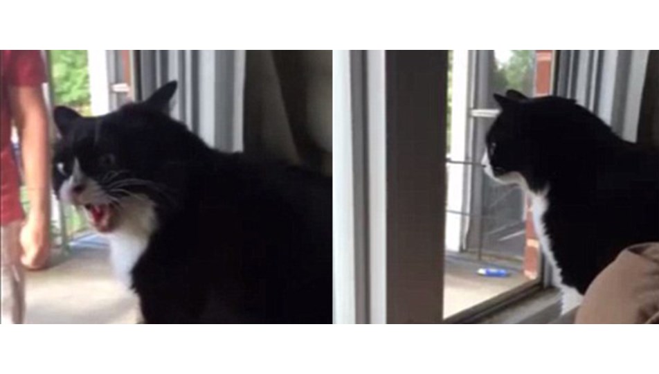 Eve yeni bir yavru köpek alınınca kıskançlık krizi geçiren kedi