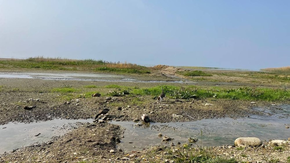 Marmara'nın en büyük gölünde susuz kaldılar - 4