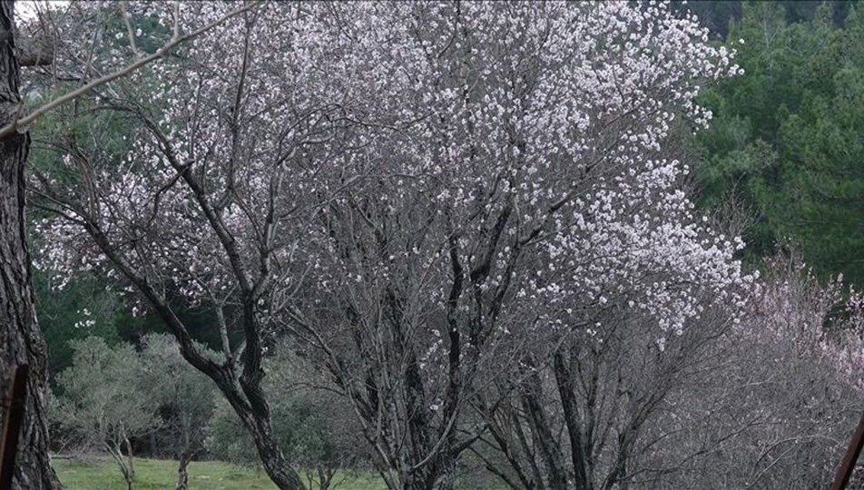 Antalya'da badem ağaçları erken çiçek açtı