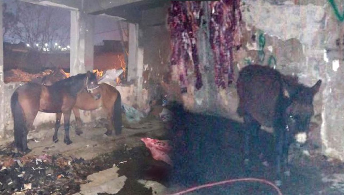 Kaçak kesimhaneye baskın: Kesilmekten kurtuldular