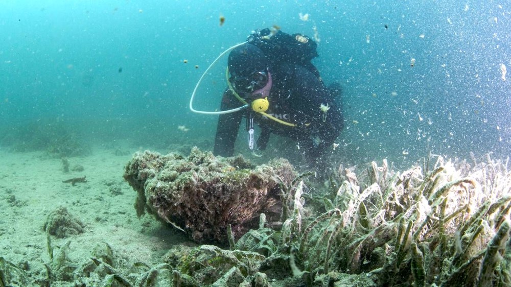 Müsilaj, koruma altındaki mercanları tehdit ediyor - 1