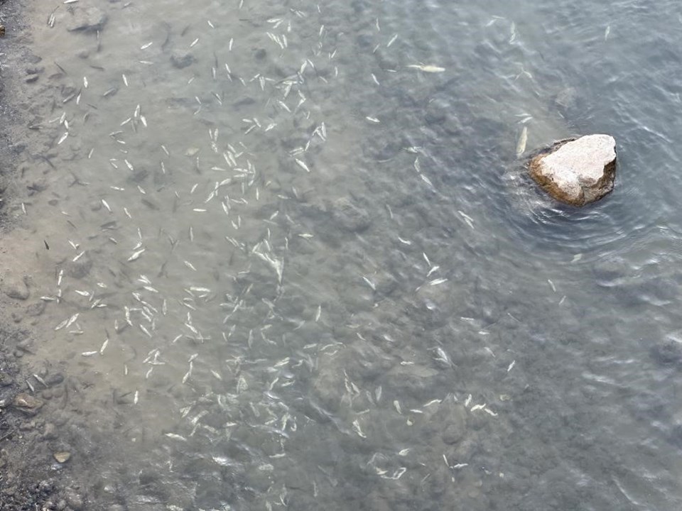 Hakkari'de korkutan görüntü: Balıklar sürü halinde öldü - 1