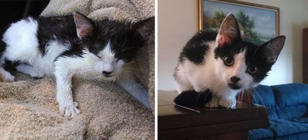 Котенок подобранный с улицы. Коты с улицы до и после. Кошки до и после приюта. Бездомные коты до и после. Котики бездомные до и после улицы.