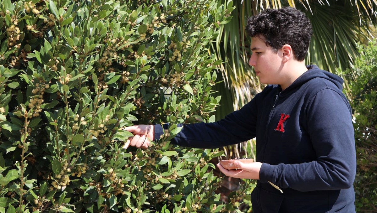 13 yaşındaki Emre defne tohumundan üretti: Hem ekonomiye hem de doğaya katkı sağlayacak