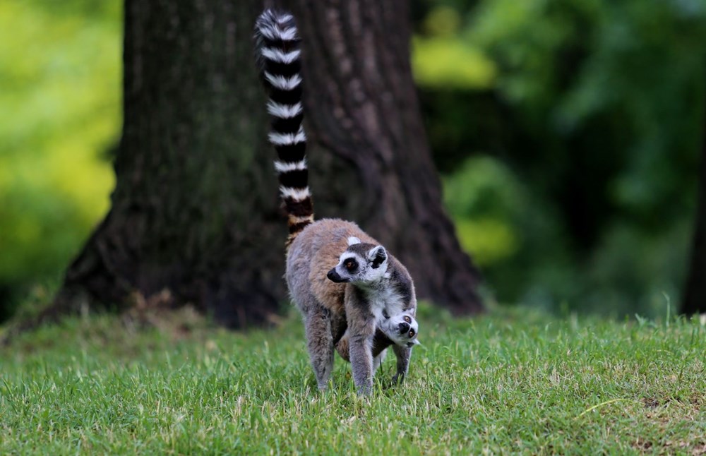 Bursa'daki lemur ailesi büyüyor - 7