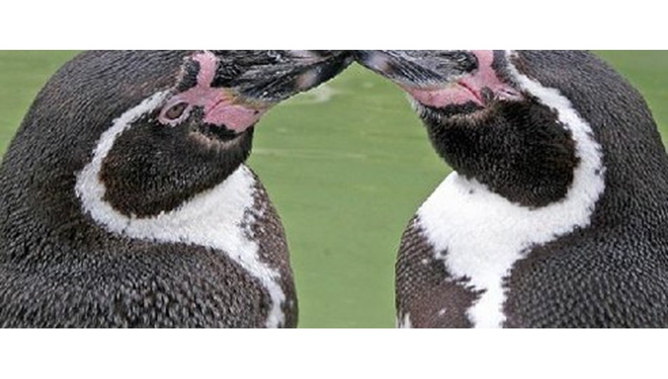 Eşcinsel penguenler evlat edindi