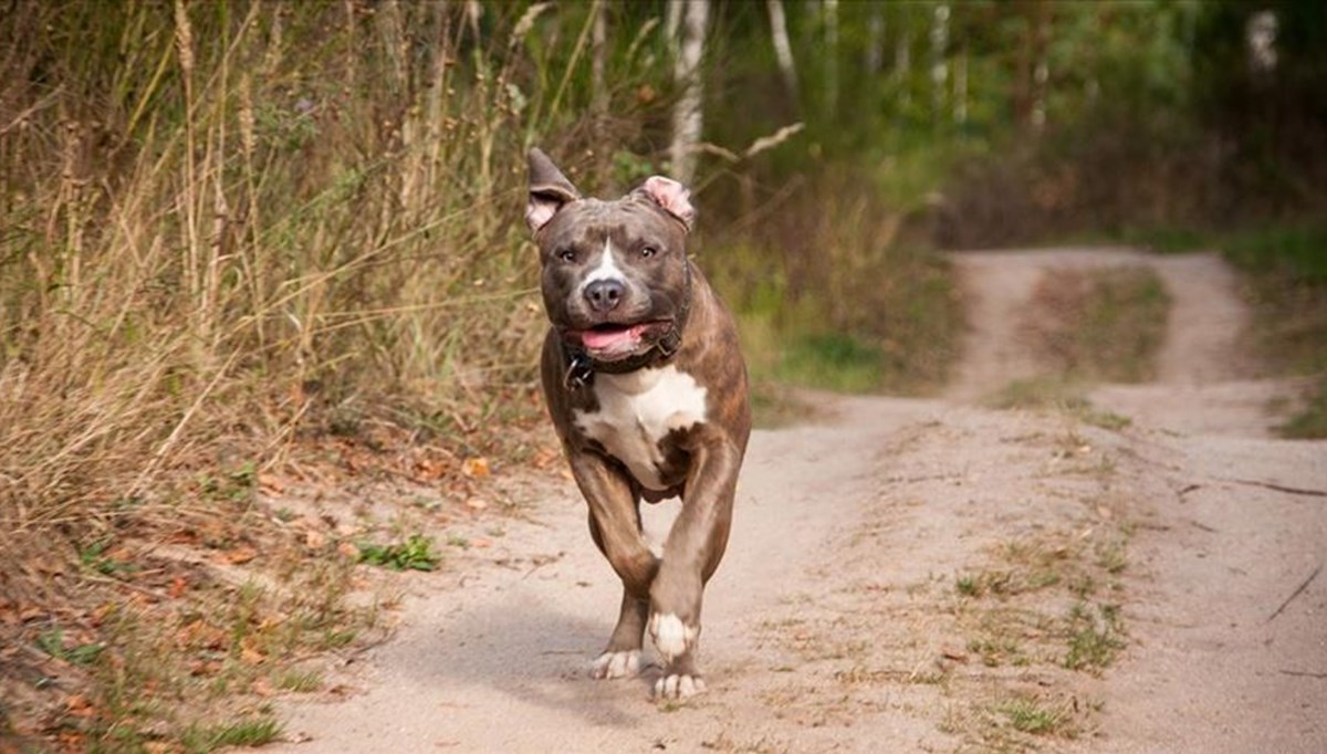 Bakanlıktan 'tehlike arz eden köpek ırkları' genelgesi