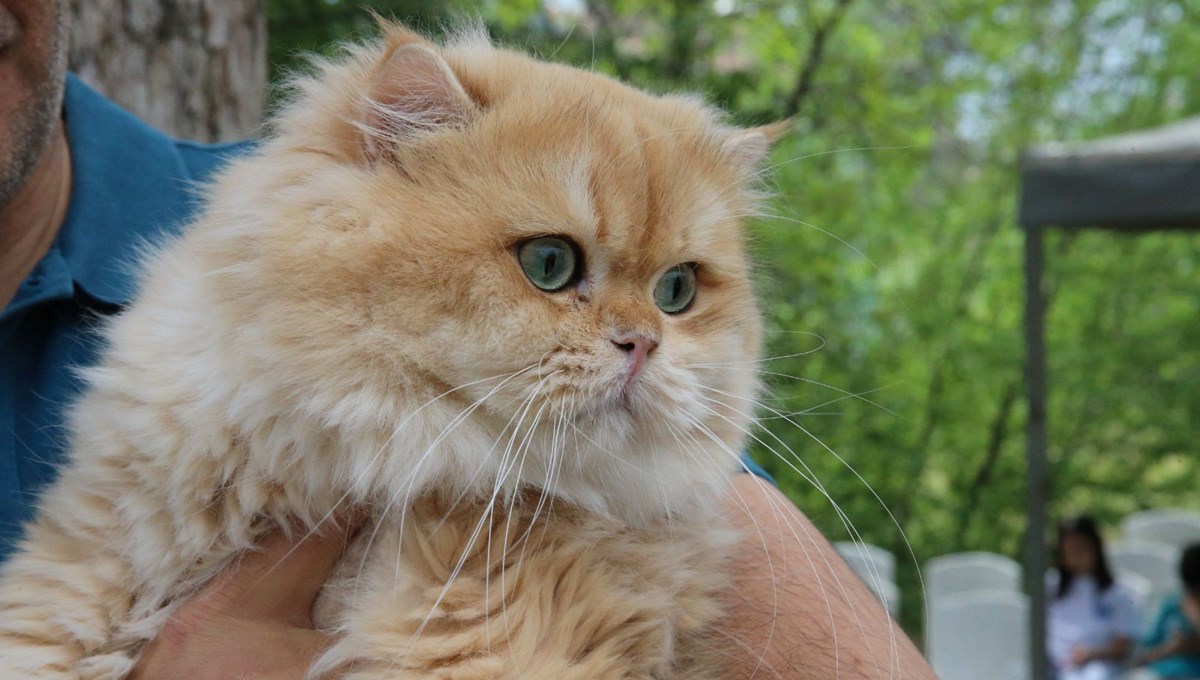 Tokat'ta kedi güzellik yarışması düzenlendi