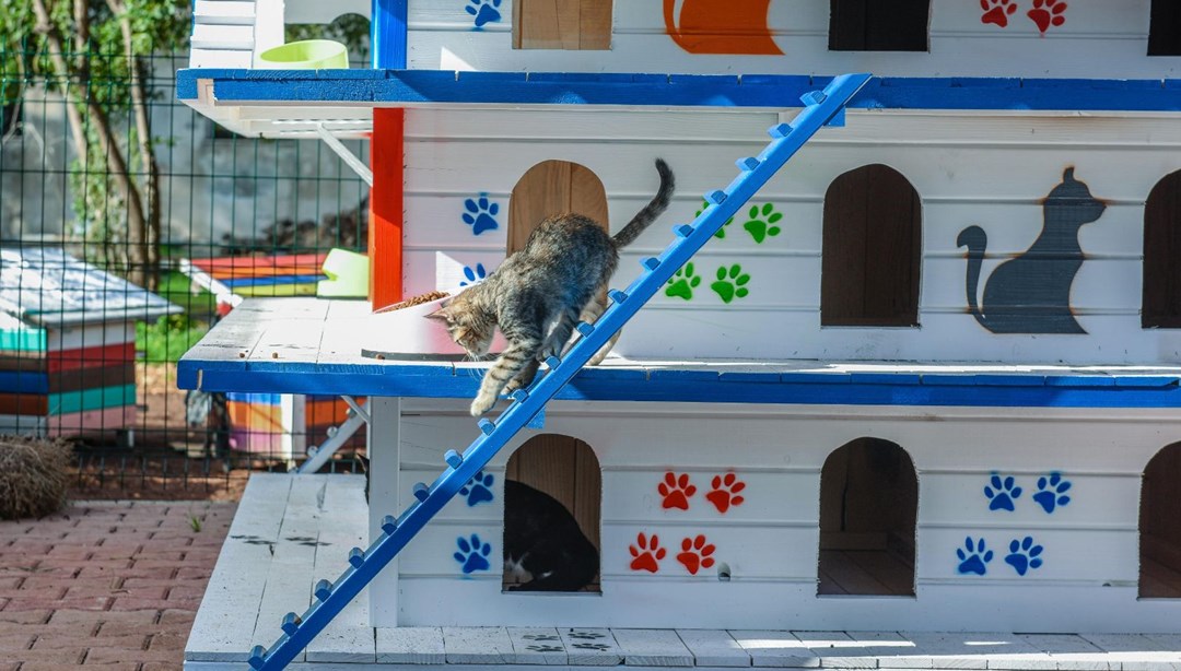 3 katlı, 64 odalı �kedi apartmanı� NTV