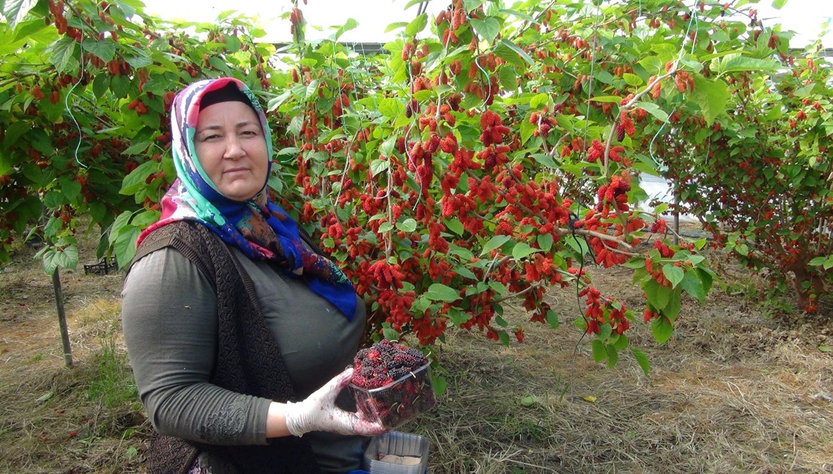 Bahçede kilosu 100 lira: Mersin'den dünyaya ihraç ediliyor