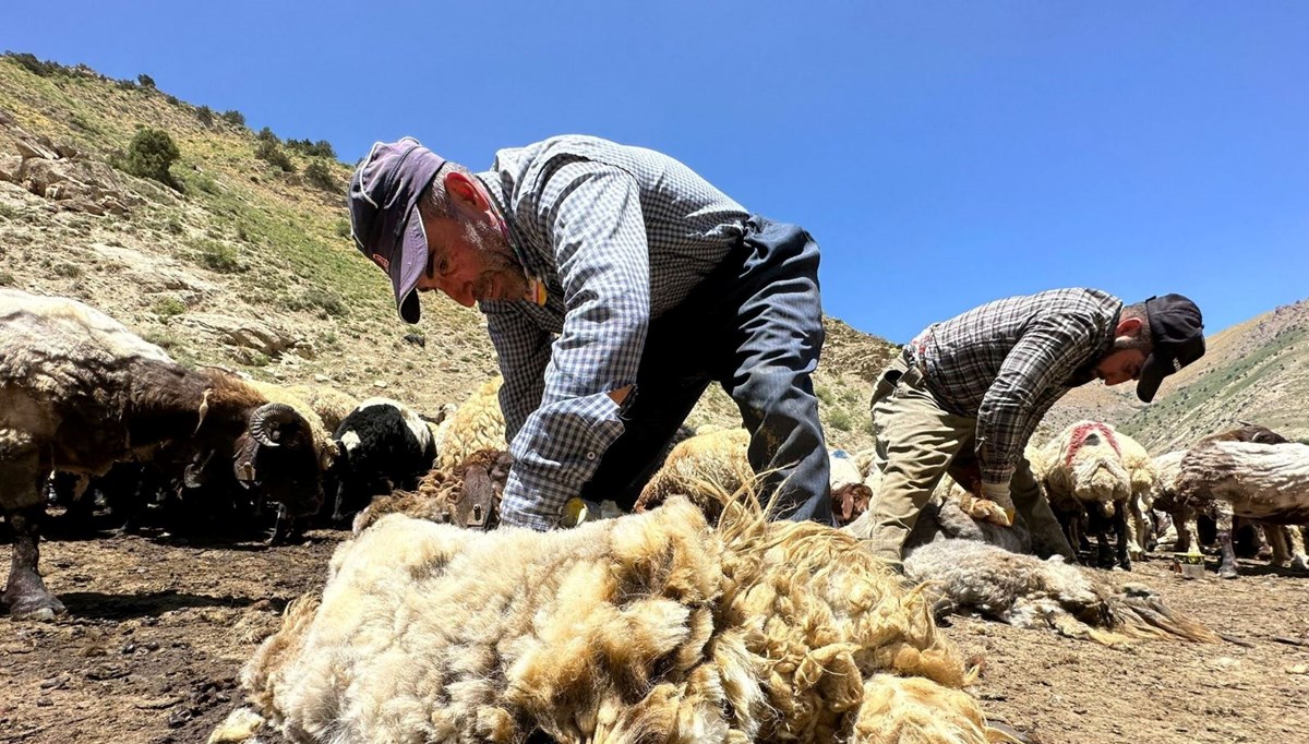 1 yılda büyüyen yünler, 3 dakika kırkılıyor